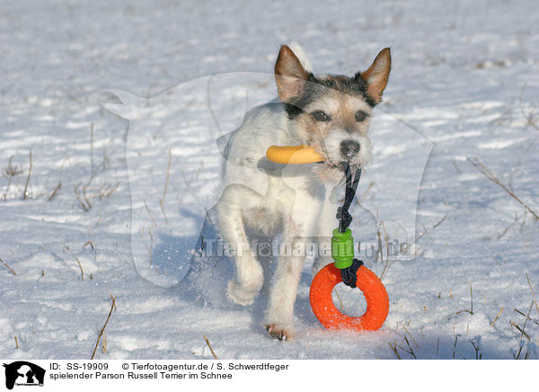 spielender Parson Russell Terrier / playing Parson Russell Terrier / SS-19909