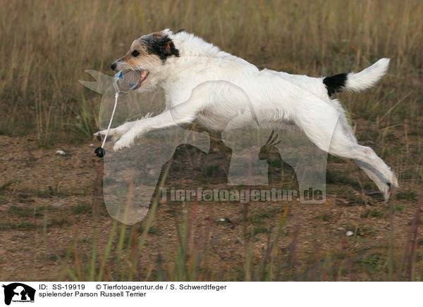 spielender Parson Russell Terrier / playing Parson Russell Terrier / SS-19919