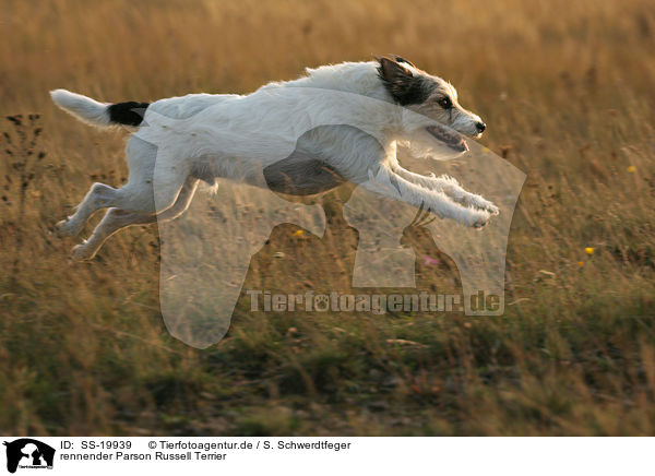 rennender Parson Russell Terrier / running Parson Russell Terrier / SS-19939