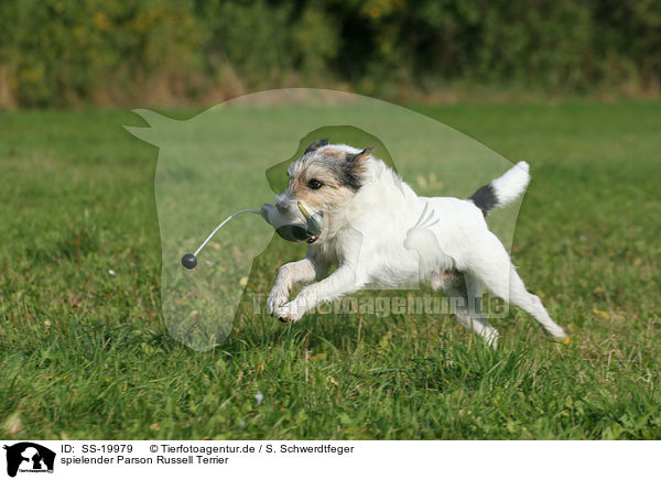 spielender Parson Russell Terrier / playing Parson Russell Terrier / SS-19979
