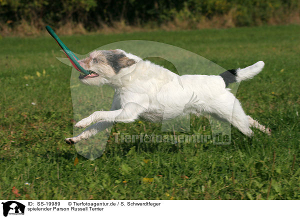 spielender Parson Russell Terrier / playing Parson Russell Terrier / SS-19989