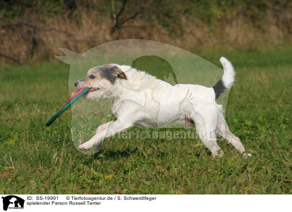 spielender Parson Russell Terrier / playing Parson Russell Terrier / SS-19991