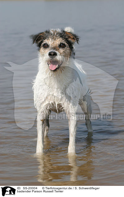 badender Parson Russell Terrier / SS-20004