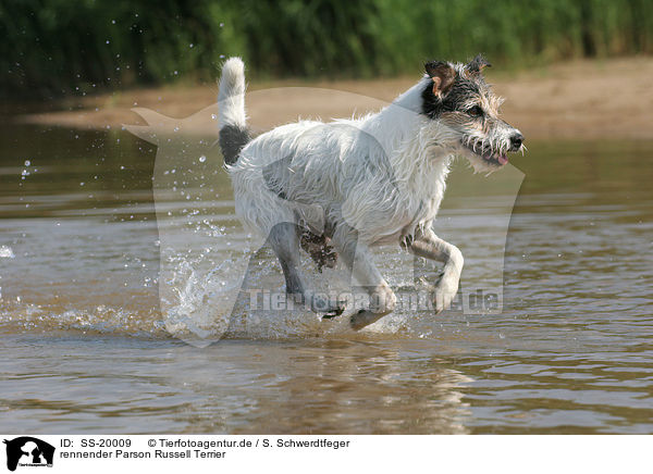 rennender Parson Russell Terrier / running Parson Russell Terrier / SS-20009