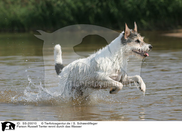 rennender Parson Russell Terrier / running Parson Russell Terrier / SS-20010