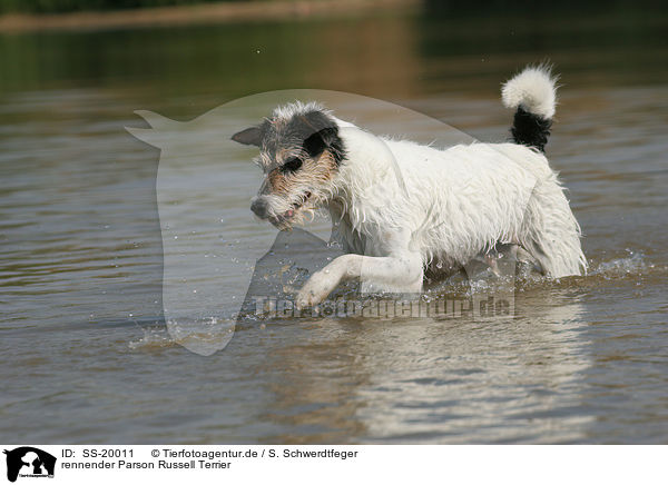 rennender Parson Russell Terrier / running Parson Russell Terrier / SS-20011
