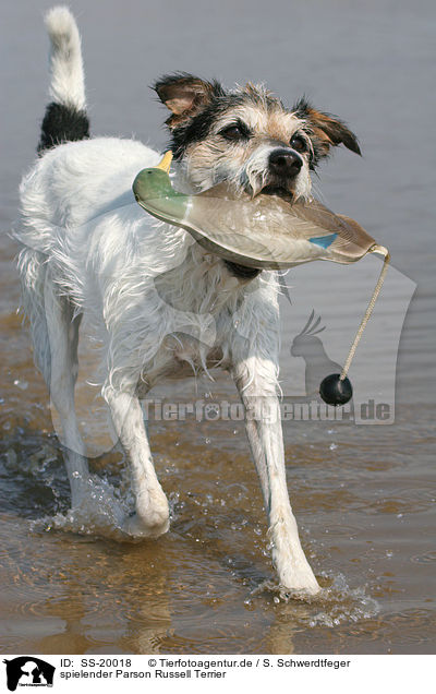spielender Parson Russell Terrier / playing Parson Russell Terrier / SS-20018
