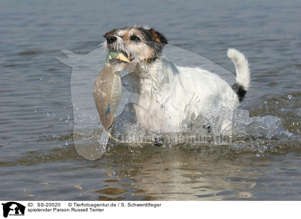 spielender Parson Russell Terrier / playing Parson Russell Terrier / SS-20020
