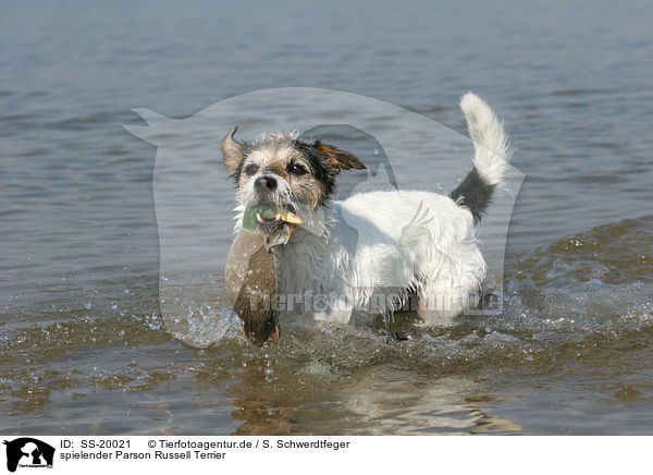 spielender Parson Russell Terrier / playing Parson Russell Terrier / SS-20021