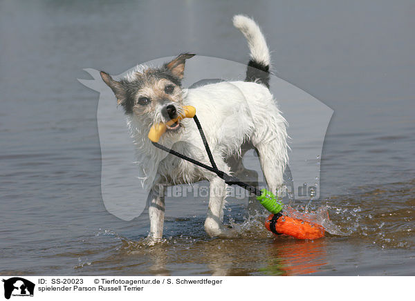 spielender Parson Russell Terrier / playing Parson Russell Terrier / SS-20023