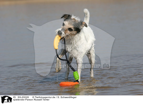 spielender Parson Russell Terrier / playing Parson Russell Terrier / SS-20028