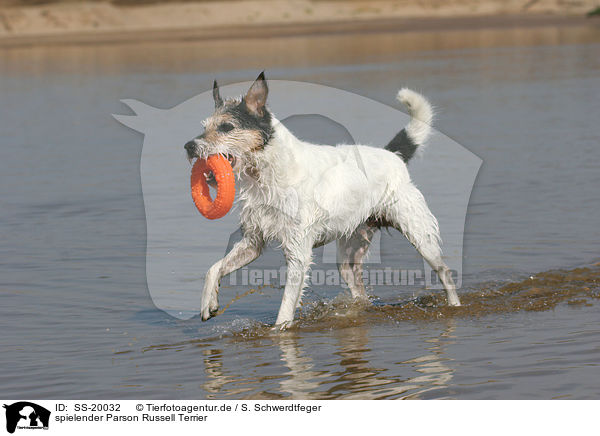 spielender Parson Russell Terrier / playing Parson Russell Terrier / SS-20032