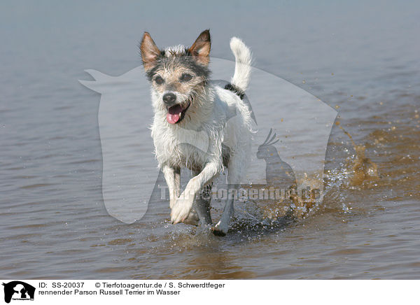 rennender Parson Russell Terrier / running Parson Russell Terrier / SS-20037