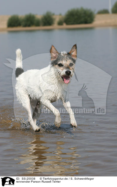 rennender Parson Russell Terrier / running Parson Russell Terrier / SS-20038