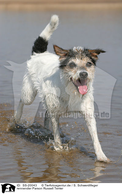 rennender Parson Russell Terrier / running Parson Russell Terrier / SS-20043
