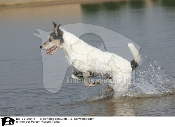 rennender Parson Russell Terrier / running Parson Russell Terrier / SS-20045