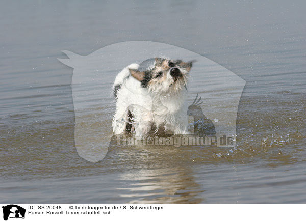 Parson Russell Terrier schttelt sich / shaking Parson Russell Terrier / SS-20048