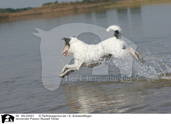 rennender Parson Russell Terrier / running Parson Russell Terrier / SS-20051