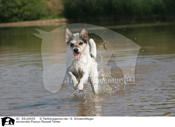 rennender Parson Russell Terrier / running Parson Russell Terrier / SS-20055