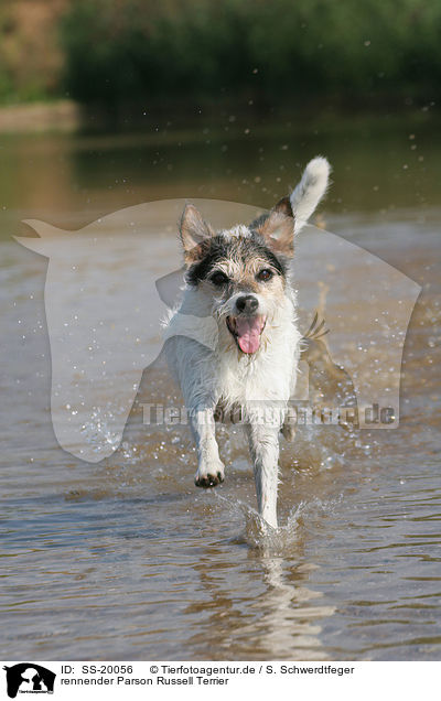 rennender Parson Russell Terrier / running Parson Russell Terrier / SS-20056
