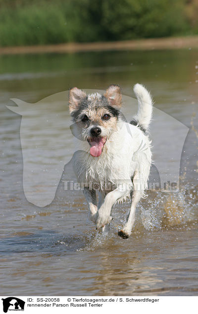 rennender Parson Russell Terrier / running Parson Russell Terrier / SS-20058