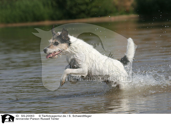 rennender Parson Russell Terrier / running Parson Russell Terrier / SS-20063