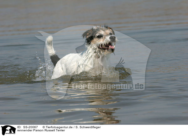 rennender Parson Russell Terrier / running Parson Russell Terrier / SS-20067