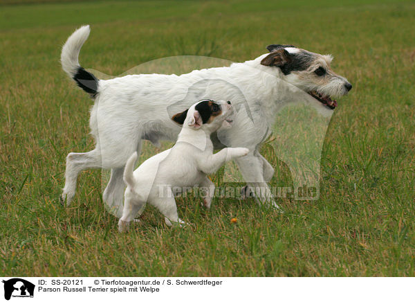 Parson Russell Terrier mit Welpe / Parson Russell Terrier with puppy / SS-20121