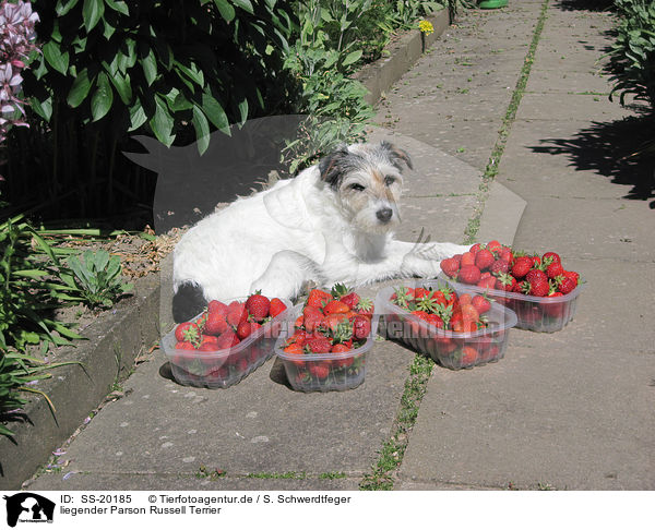 liegender Parson Russell Terrier / lying Parson Russell Terrier / SS-20185