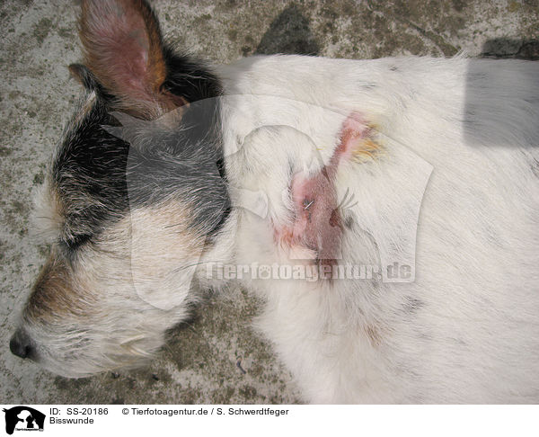 Bisswunde / bite injury / SS-20186