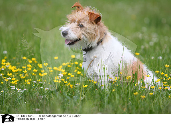 Parson Russell Terrier / Parson Russell Terrier / CR-01540