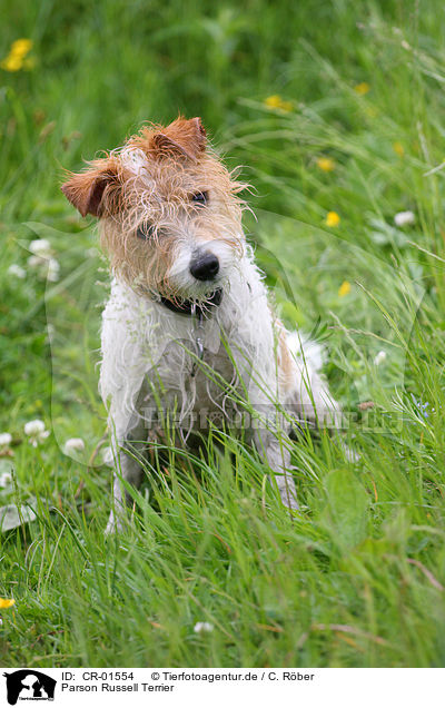 Parson Russell Terrier / CR-01554