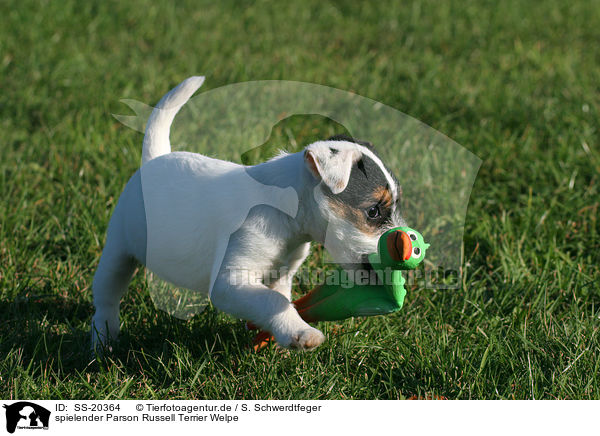 Parson Russell Terrier Welpe / Parson Russell Terrier Puppy / SS-20364