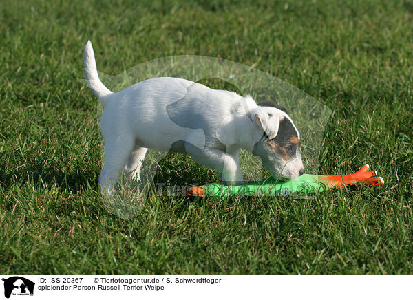 Parson Russell Terrier Welpe / Parson Russell Terrier Puppy / SS-20367