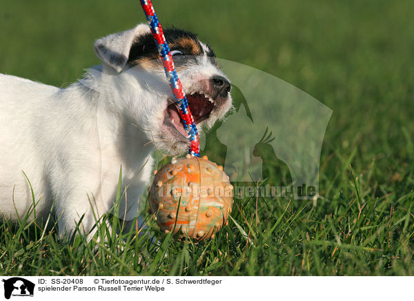 spielender Parson Russell Terrier Welpe / SS-20408