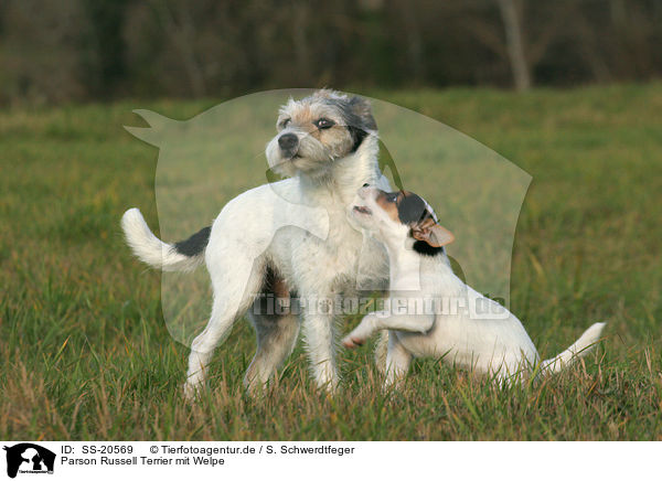 Parson Russell Terrier mit Welpe / Parson Russell Terrier with puppy / SS-20569
