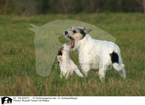 Parson Russell Terrier mit Welpe / SS-20572