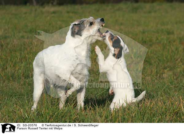 Parson Russell Terrier mit Welpe / Parson Russell Terrier with puppy / SS-20576