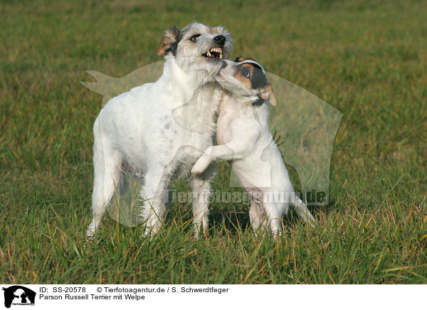 Parson Russell Terrier mit Welpe / Parson Russell Terrier with puppy / SS-20578