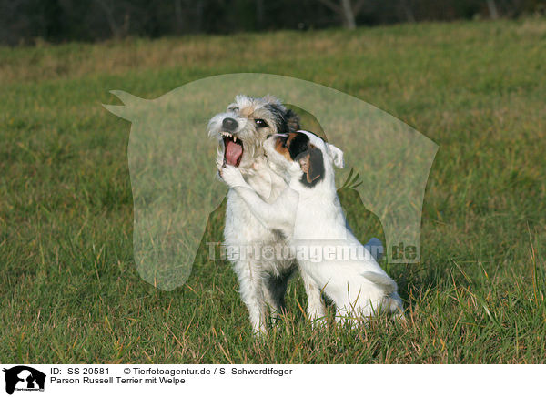 Parson Russell Terrier mit Welpe / Parson Russell Terrier with puppy / SS-20581