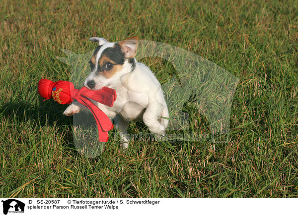 Parson Russell Terrier Welpe / Parson Russell Terrier Puppy / SS-20587