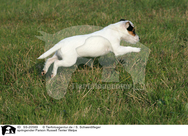 Parson Russell Terrier Welpe / Parson Russell Terrier Puppy / SS-20589