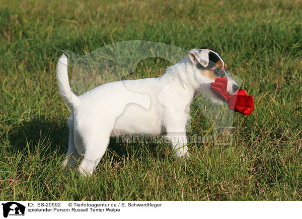 Parson Russell Terrier Welpe / Parson Russell Terrier Puppy / SS-20592