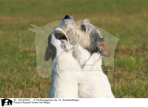 Parson Russell Terrier mit Welpe / Parson Russell Terrier with puppy / SS-20593