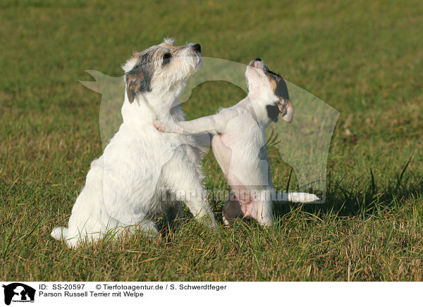 Parson Russell Terrier mit Welpe / SS-20597