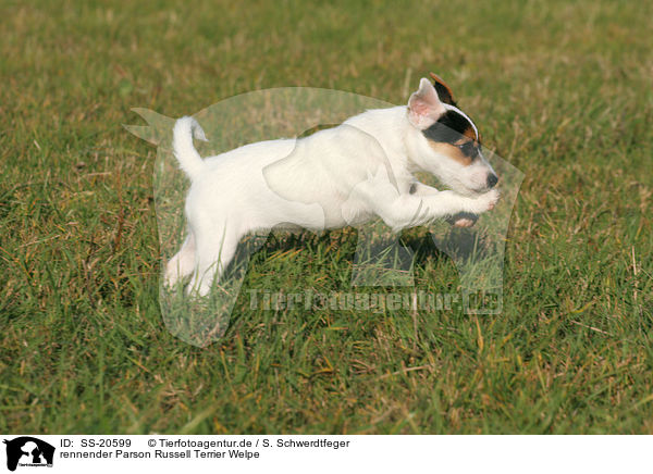 Parson Russell Terrier Welpe / Parson Russell Terrier Puppy / SS-20599