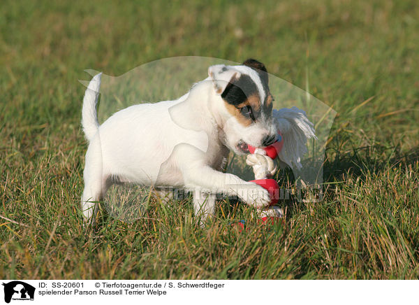 Parson Russell Terrier Welpe / Parson Russell Terrier Puppy / SS-20601