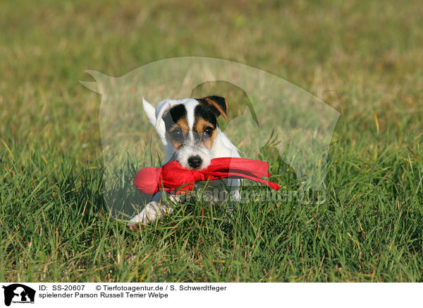 Parson Russell Terrier Welpe / Parson Russell Terrier Puppy / SS-20607