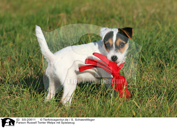 Parson Russell Terrier Welpe / Parson Russell Terrier Puppy / SS-20611