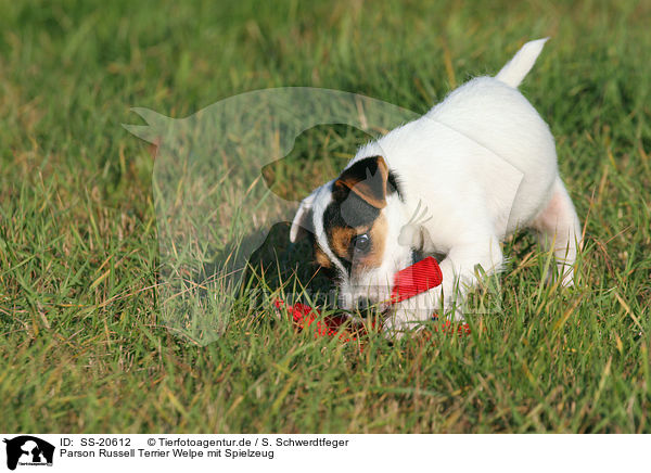 Parson Russell Terrier Welpe / Parson Russell Terrier Puppy / SS-20612
